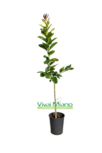Plant de citron Amalfi Sfustato