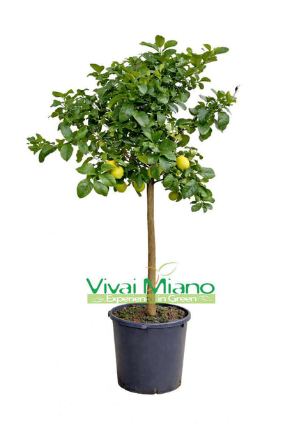 Plant de Citronnier (pot - 35)