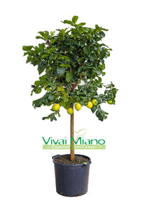 Plant de Citronnier (pot - 35)