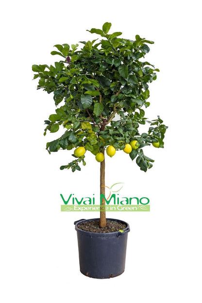 Plant de Citronnier (pot - 35)