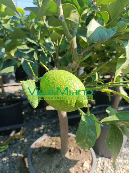 Citronnier (pot de 24 - Arbuste)