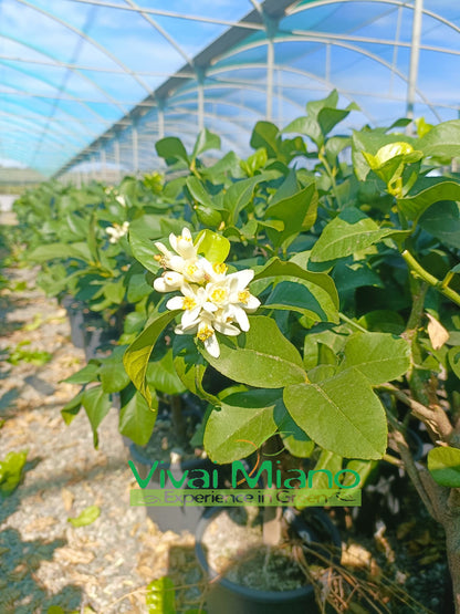 Plant de Citronnier Zagara Bianca (pot - 24)