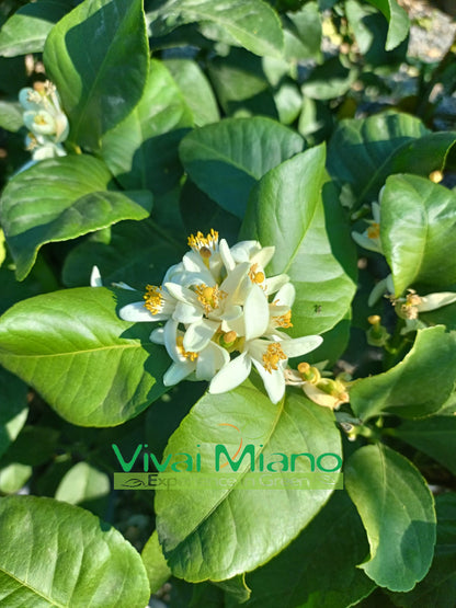 Plant de citronnier Zagara Bianca