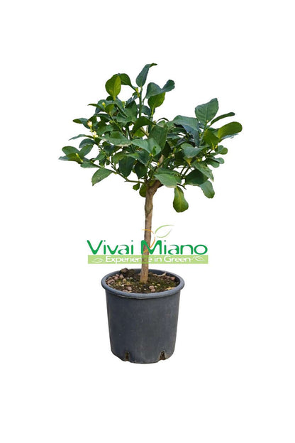 Plante de Citronnier Zagara Bianca (pot - 20)