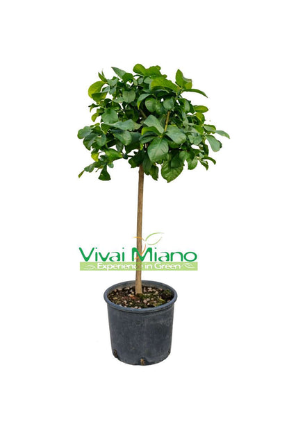 Plant de Citronnier Zagara Bianca (pot - 24)