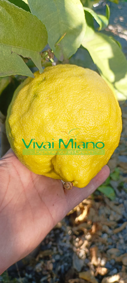 Plant de Lipo ou Citron Impérial