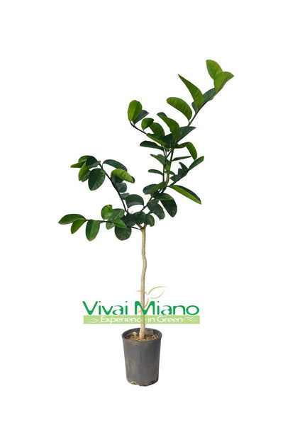 Plant de Lipo ou Citron Impérial