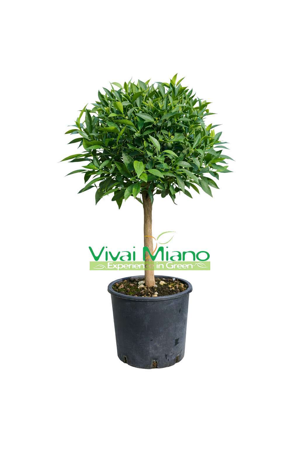 Plante de mandarinier (pot - 20)