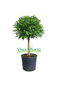 Plante de mandarinier (pot - 20)