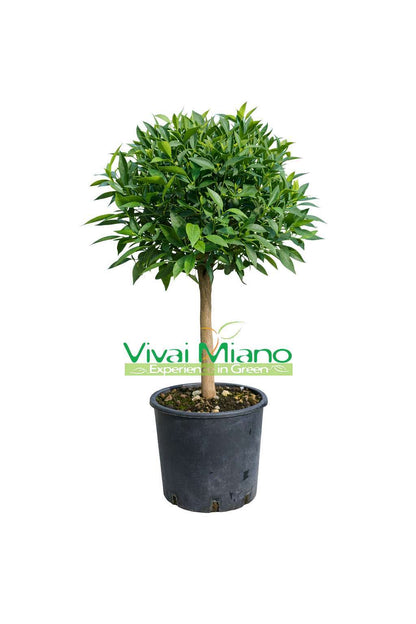 Plante de mandarinier (pot - 20)