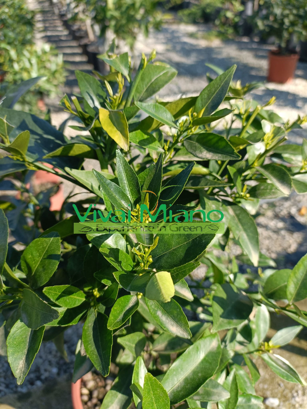 Plante de mandarinier (pot - 20)