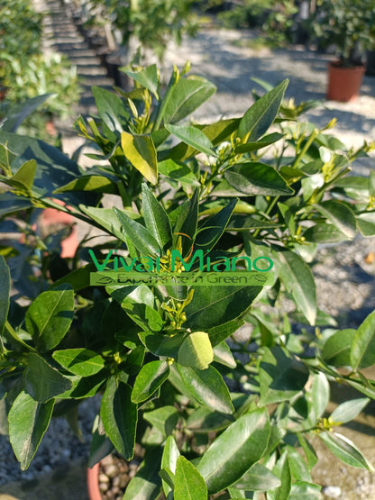 Plante de mandarinier (pot - 20)