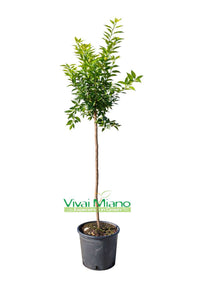 Plant de mandarinier (pot - 24)