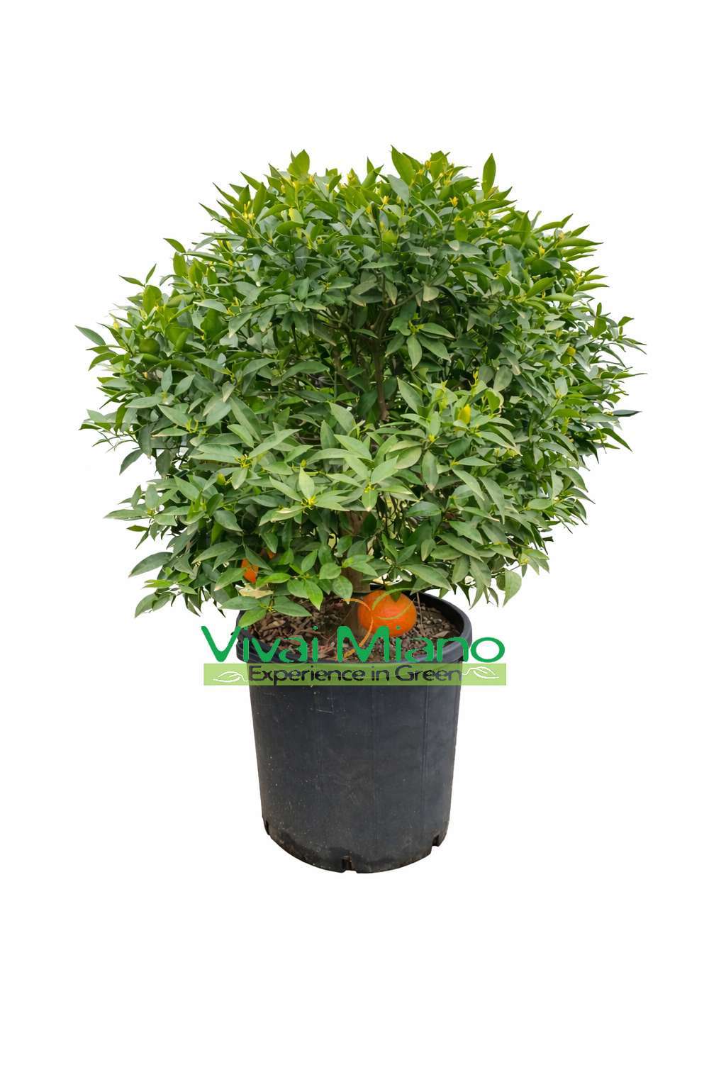 Plante de Mandarinier (Buisson - pot 35)