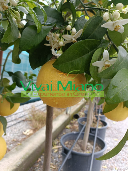 Pamplemoussier Star Ruby (pot - 20)