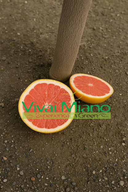 Pamplemoussier Star Ruby ou Rose