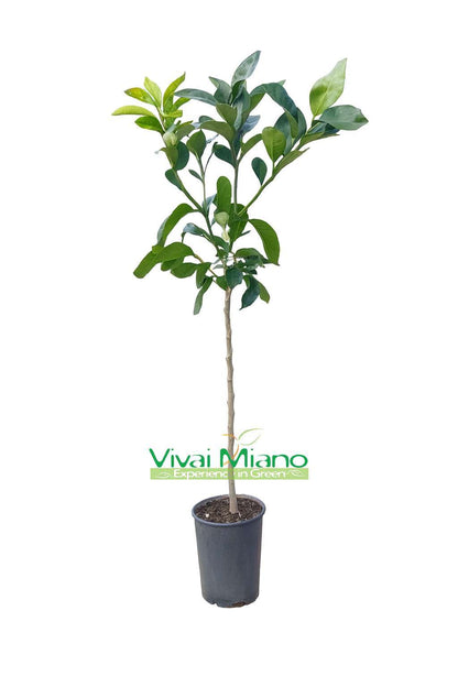 Pamplemoussier Star Ruby ou Rose