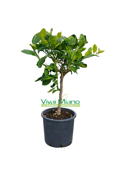 Mandariner Satsuma Miyagawa (pot - 20)