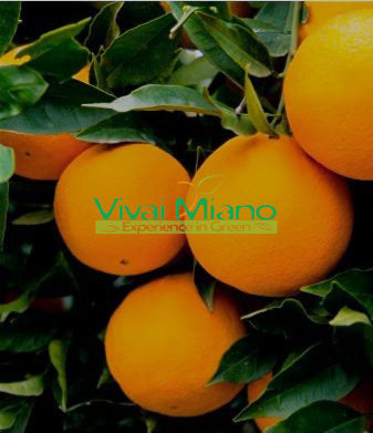 Plant d'oranger Lane Late (pot - 20)