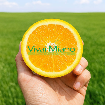 Plant d'oranger Lane Late (pot - 20)