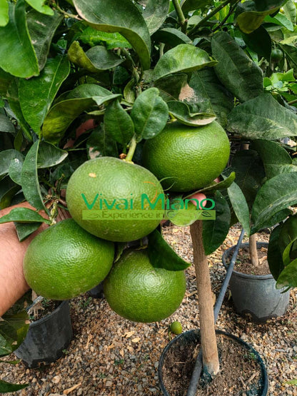Mandariner Satsuma Miyagawa (pot - 20)