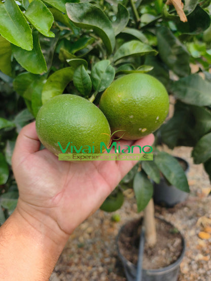 Mandariner Satsuma Miyagawa (pot - 20)