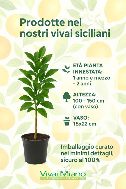 Plant de citron Amalfi Sfustato